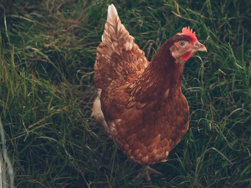 La inteligencia de los pollos y el auge de alternativas vegetales en la alimentación