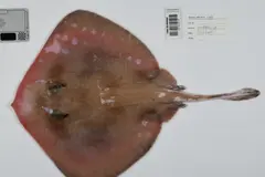 Descubren nuevas especies marinas y vegetales en Perú, Ecuador y Australia