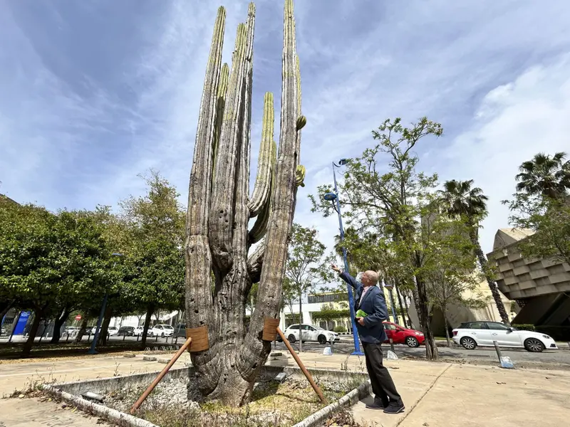 Urgente conservación del cactus centenario en Sevilla afectado por el hormigón