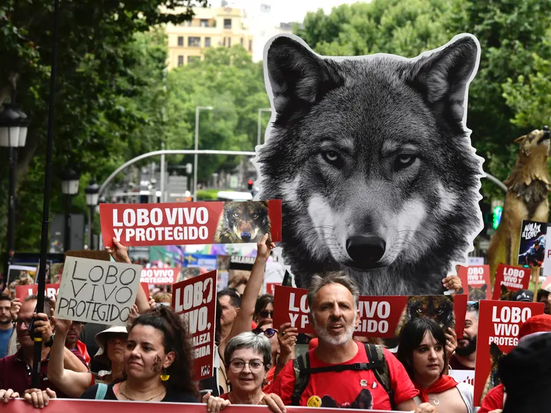 Ecologistas alertan sobre el impacto político en la protección de especies amenazadas