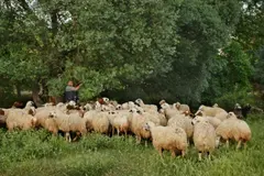 El pastoreo en la Dehesa de Navalvillar apoya el ganado y previene incendios en Colmenar Viejo