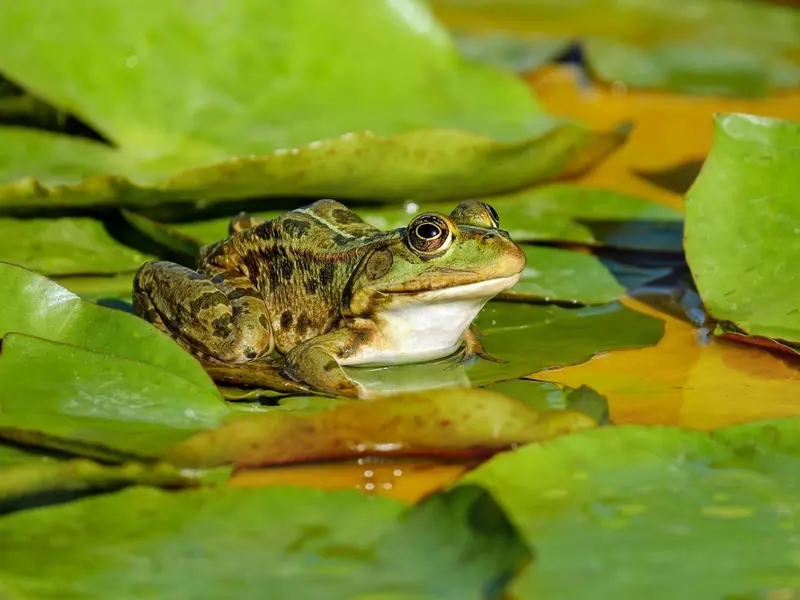 Nuevo método para estimar la edad de anfibios mejora su conservación