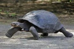Rescatan 143 huevos de tortuga verde en Galápagos para asegurar su supervivencia