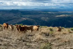 Andalucía impulsa la ganadería extensiva para fortalecer el medio rural y prevenir incendios