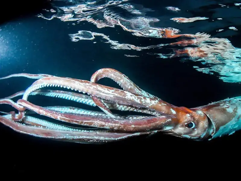 Estudio revela la evolución de calamares y sepias tras extinciones masivas