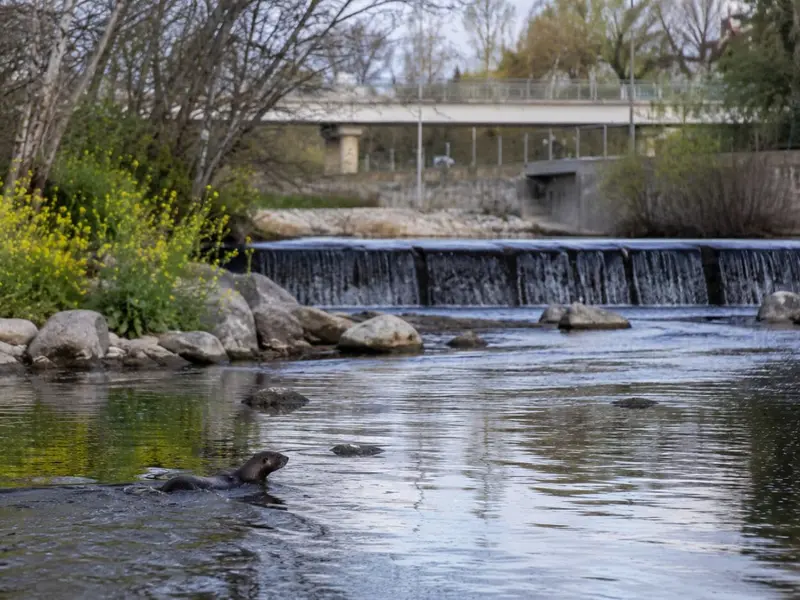La nutria regresa al río Manzanares tras más de 50 años de ausencia