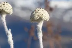 La planta más rara del mundo, Craspedia argentea, logra aumentar su población en Nueva Zelanda
