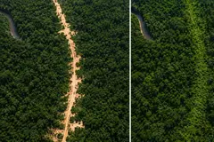 La selva amazónica recupera una carretera ilegal en Brasil