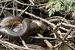 Descubren una nueva especie de anaconda en el Amazonas durante documental de Will Smith