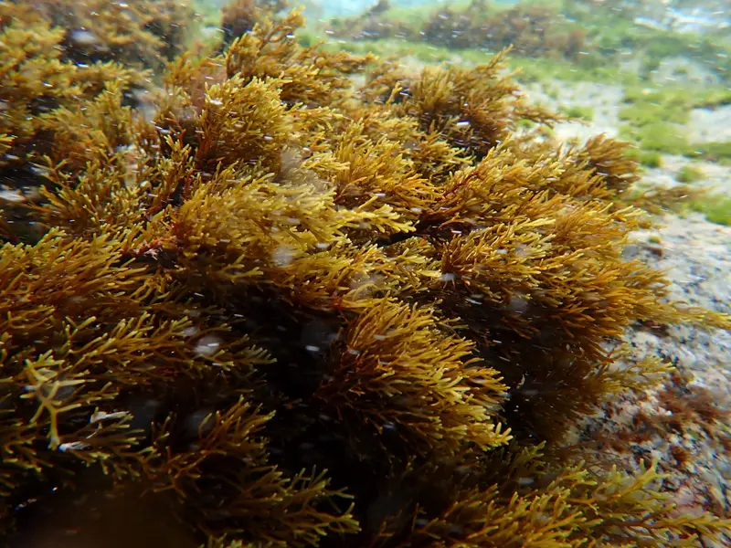 Bosques marinos en costas españolas sufren un retroceso del 80% en 50 años