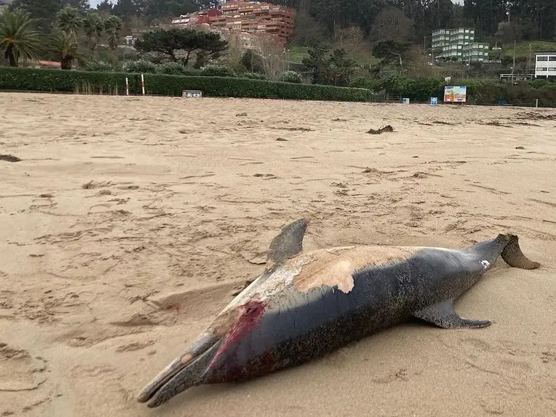 Aparece un delfín muerto en la playa de Bastiagueiro, Oleiros