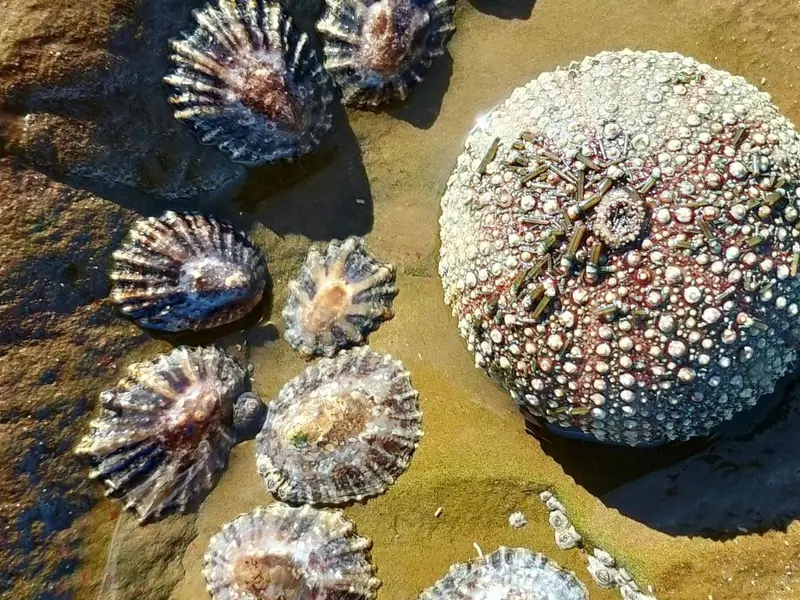Hallazgo revela que erizos de mar heredan ventajas de algas microscópicas