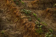 La agricultura como solución frente a la desertificación y la sequía extrema