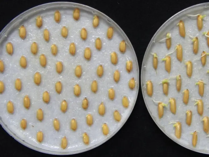 Las plantas detectan el sonido de la lluvia para germinar más rápido, según un estudio