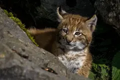 Camada de lince ibérico nace en Cabañeros, un avance para la biodiversidad