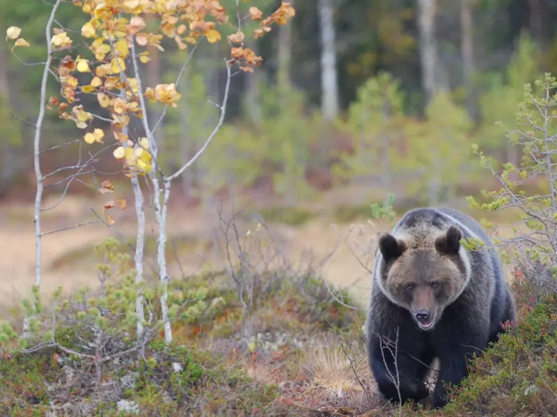 Fallece un joven oso pardo en la Montaña Palentina por atropello