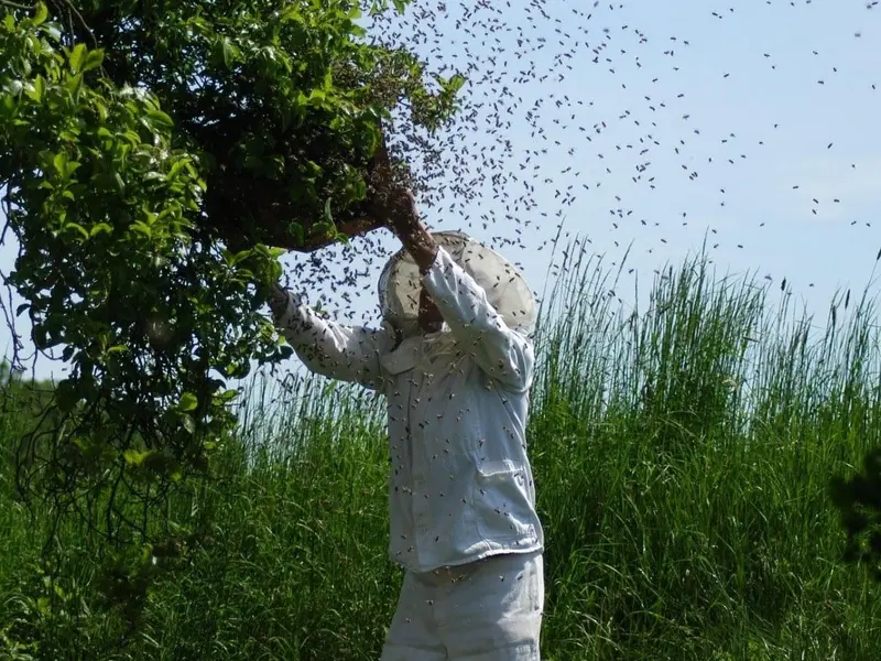 Costa Rica prohíbe insecticidas con fipronil por su impacto en abejas y biodiversidad