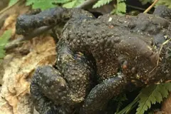 Descubren un sapo sin cara en Connecticut y se enfrentan a múltiples hipótesis sobre su sobrevivencia