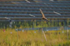 Los parques solares en España potencian la biodiversidad y conservación de especies