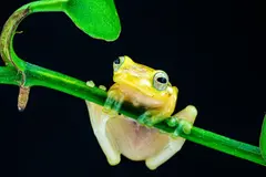 Seis especies de ranas de cristal en peligro de extinción por el cambio climático
