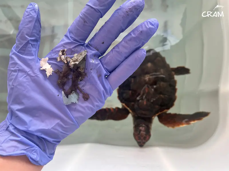Las tortugas marinas del Mediterráneo, afectadas por la contaminación plástica