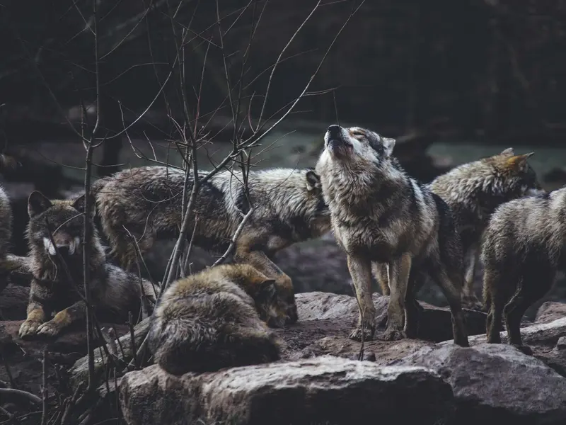 Nueva fase judicial para la protección del lobo en Galicia