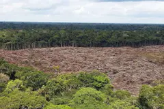 La Amazonía podría convertirse en sabana por la deforestación y el cambio climático