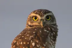 Reintroducción de la lechuza común en Valencia para controlar plagas y fomentar la biodiversidad