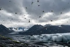 Islandia registra la llegada de mosquitos: un cambio ecológico significativo