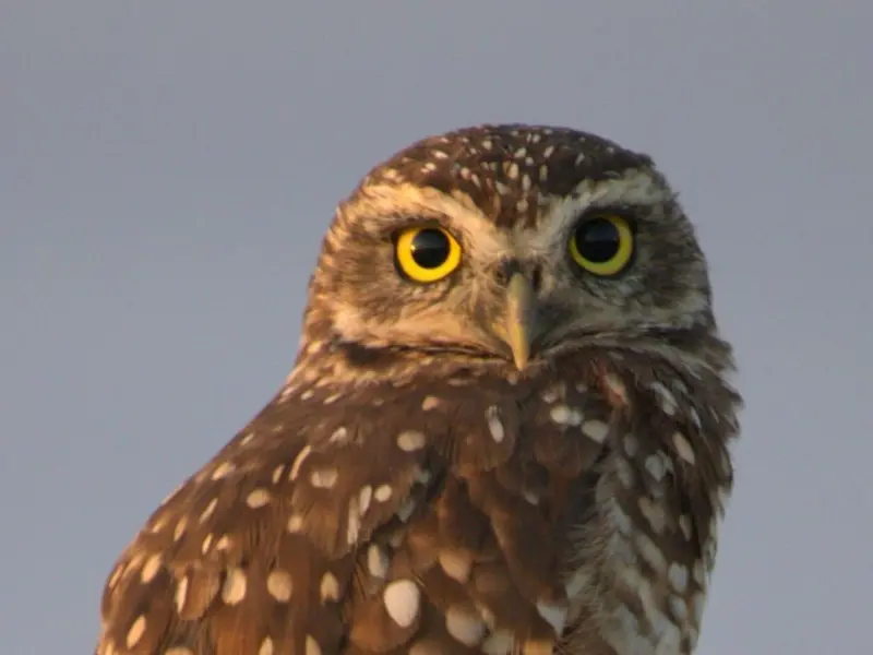 Reintroducción de la lechuza común en Valencia para controlar plagas y fomentar la biodiversidad