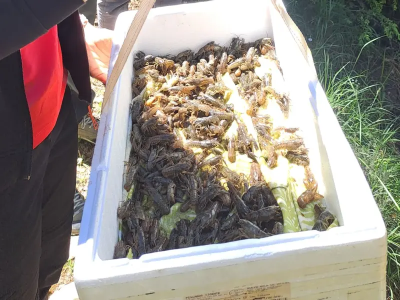 Se reintroducen 2.600 cangrejos de río ibérico en el Parque Natural de Cazorla