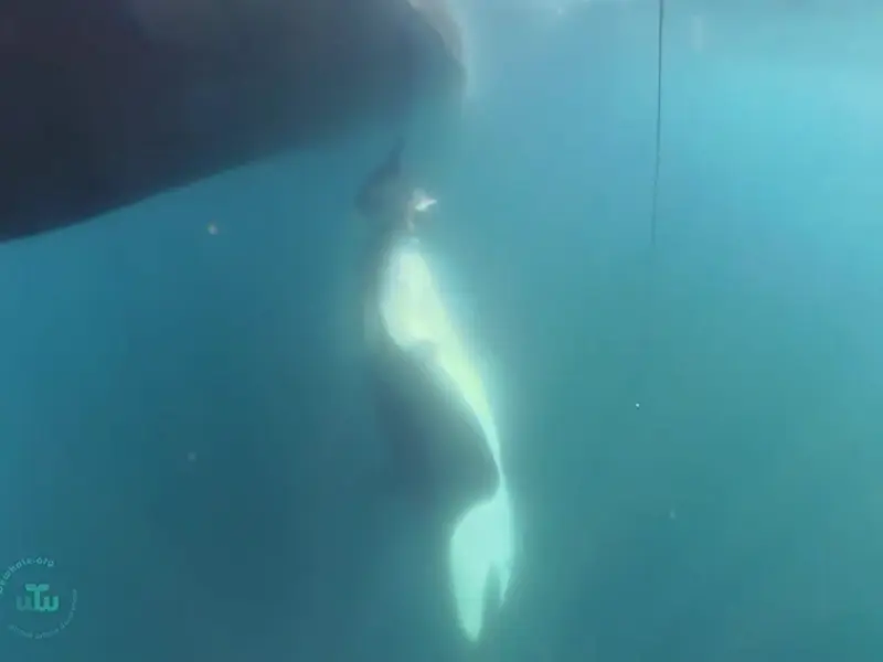 Orca Estrella cambia la narrativa: ofrece atún a un barco en vez de atacar