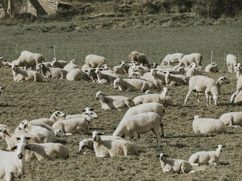 Extremadura extiende el pastoreo ovino para prevenir incendios forestales