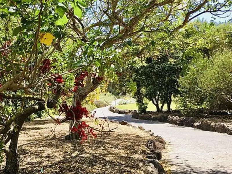 El Jardín Botánico Canario impulsa la recuperación de plantas en peligro de extinción