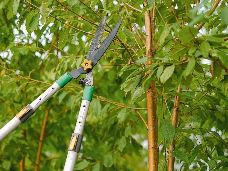 La gestión forestal sostenible sufre por la desinformación y polarización social