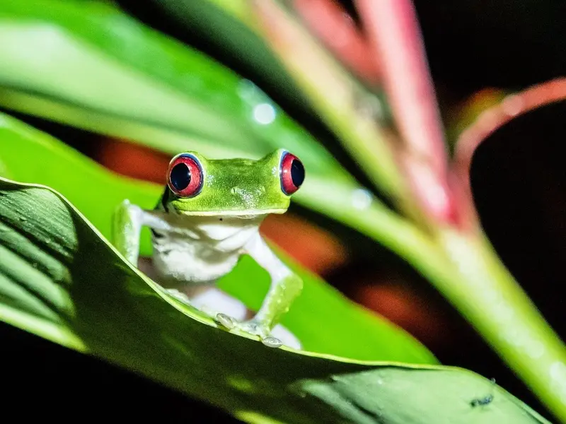 Nicaragua exporta casi 30,000 animales exóticos en 2026 bajo estándares CITES