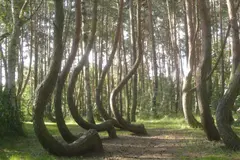 El misterio del Bosque Torcido en Polonia: investigación y conservación