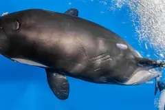 Los expertos aseguran que el peligro de orcas en Galicia no ha aumentado