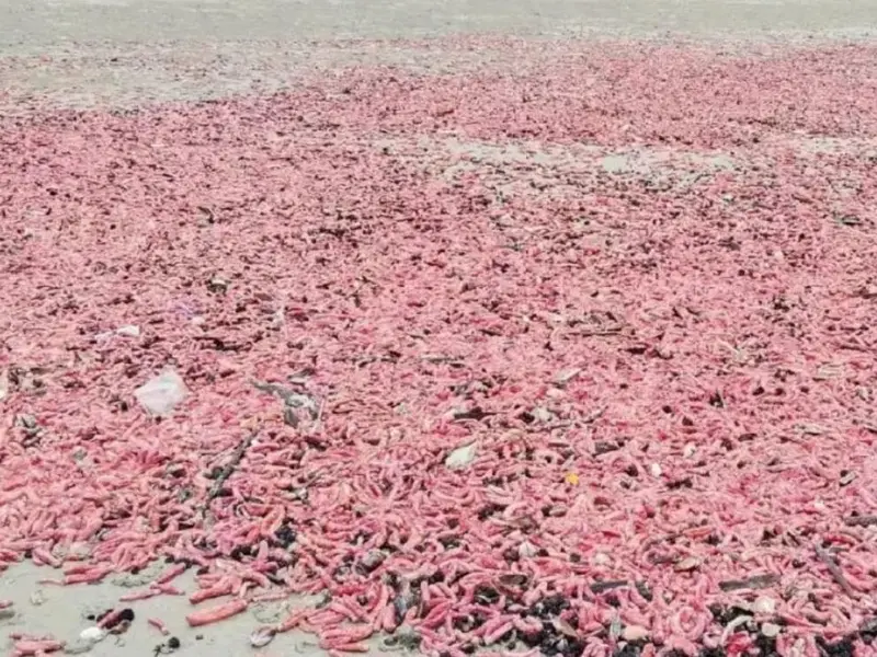 Fenómeno natural tiñe de rosa una playa tailandesa y preocupa a biólogos