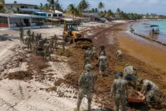El sargazo afecta gravemente las playas de Costa Maya en México