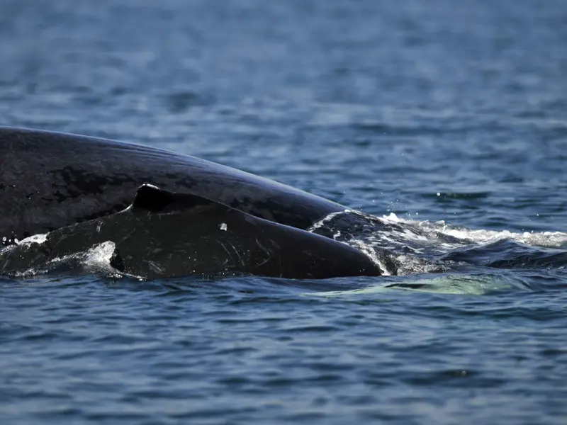 Un dron captura el nacimiento de una ballena jorobada en Australia