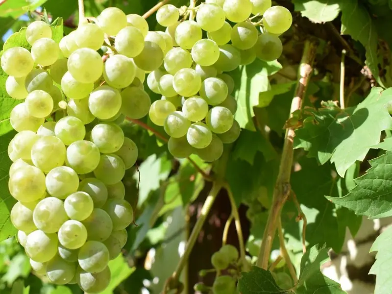 Bodegas Robles recibe el Premio San Isidro por su enfoque en viticultura ecológica