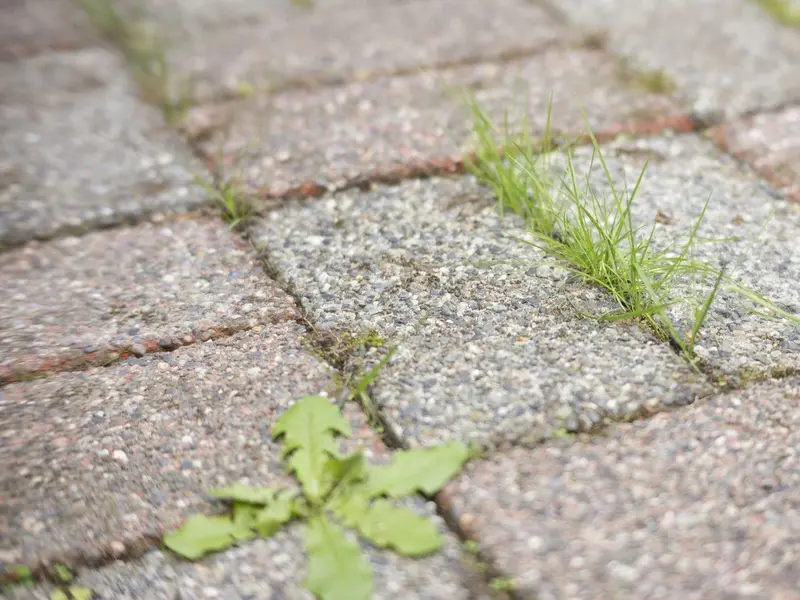 Precauciones al usar vinagre como herbicida en jardines