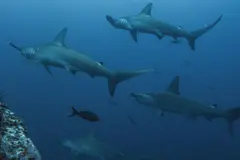 El 49 % de las especies migratorias en declive, alerta tras la COP15