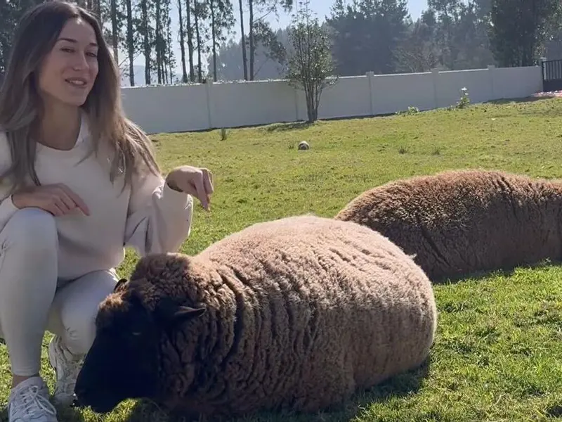 Las ovejas de Oleiros se vuelven virales en televisión chilena