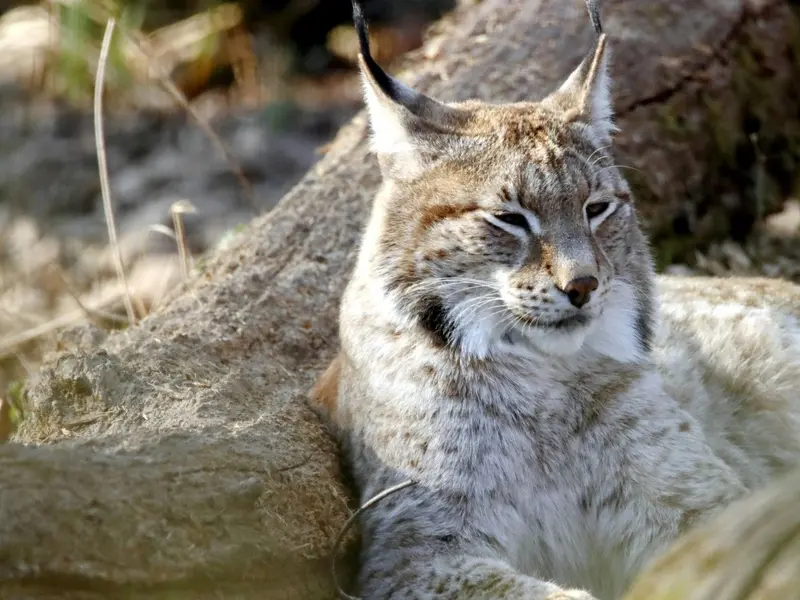 Descubrimiento de lince euroasiático en Cantabria redefine su extinción en la península ibérica
