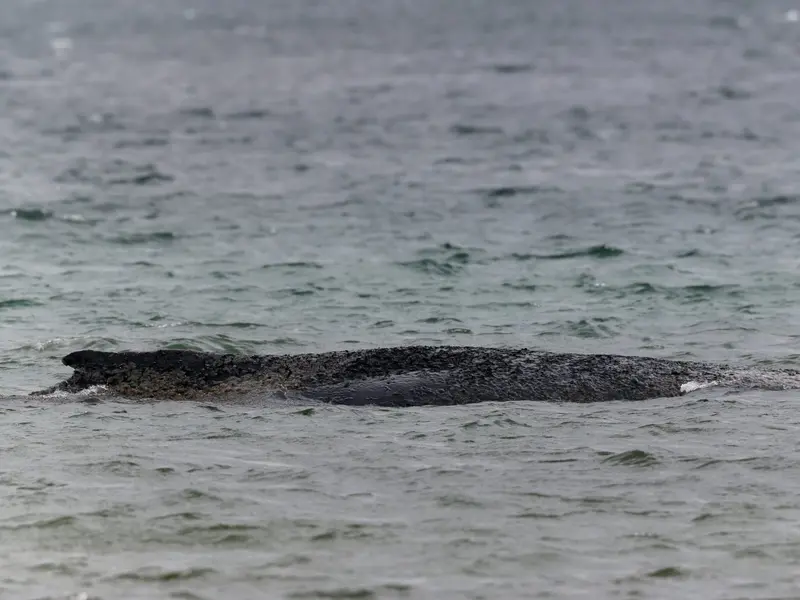 Alemania intenta salvar a Timmy, la ballena varada en el Báltico desde hace semanas
