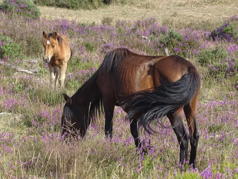 Oleiros organiza una ruta por la Serra do Forgoselo y Alto de Racamonde