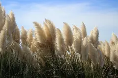 El abandono agrícola en España impulsa la llegada de especies invasoras