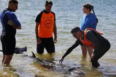 Eutanasia de una cría de ballena varada en la playa de Santa Cristina, Oleiros